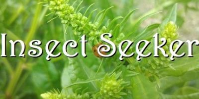 昆虫探寻者/Insect Seeker|